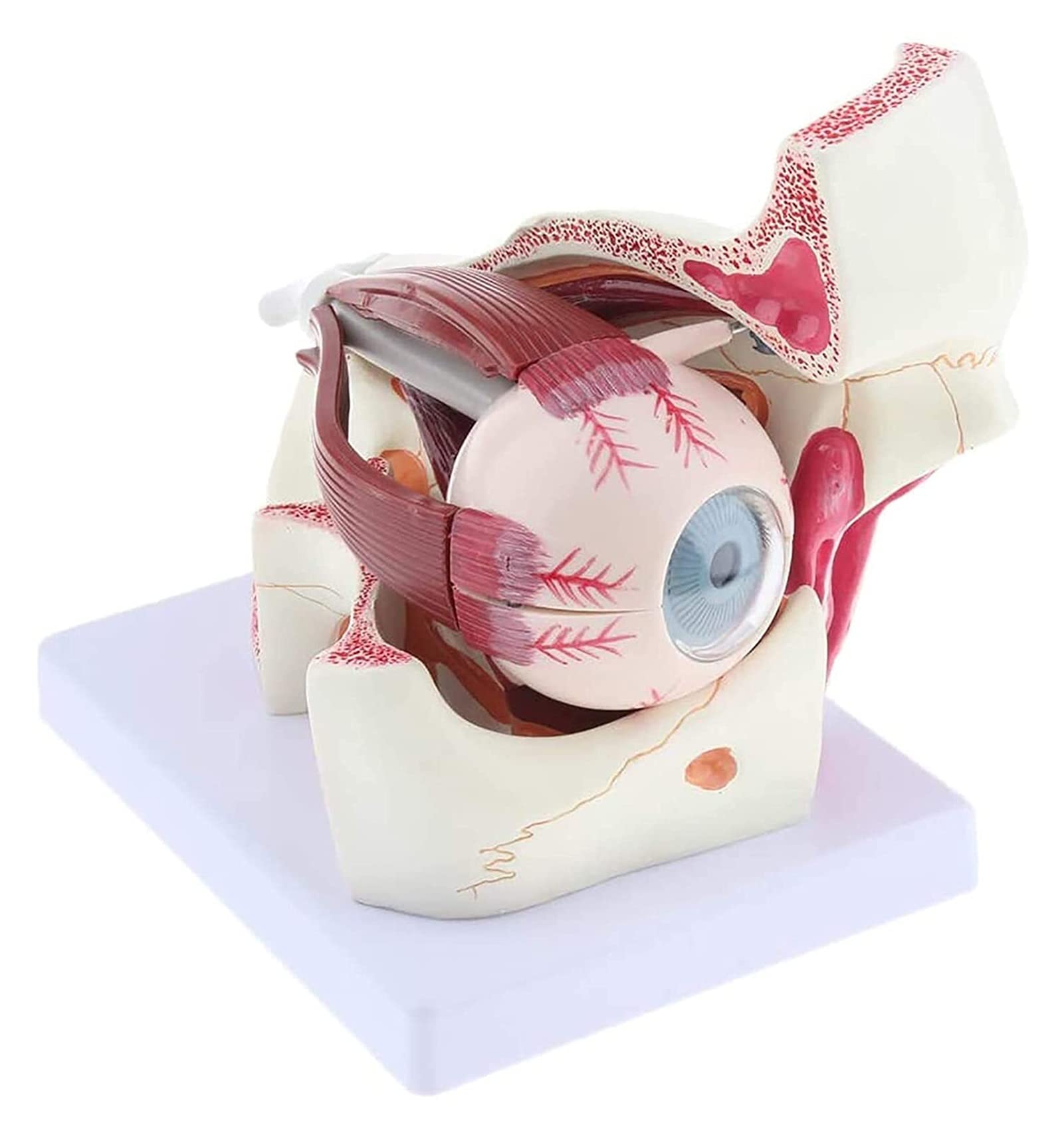 Buy Study Model Human Eyeball Socket Nerve Corneal Iris Model Anatomy