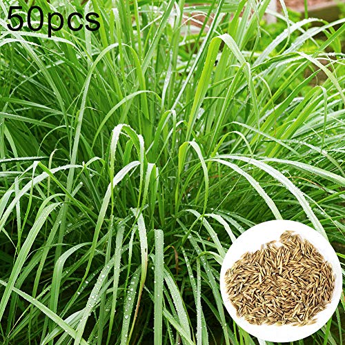 beautijiam 50Pcs Lemon Grass Seeds Citronella Cymbopogon Herb Plants Home Garden Balcony Decor for Planting for Indoor and Outdoor