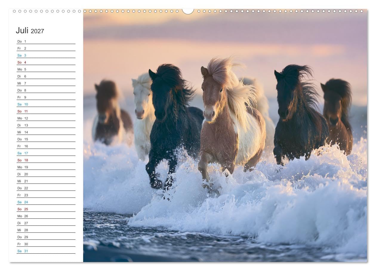 CALVENDO · Islandpferde (Kalender 2027) | DIN A2 Querformat · Premium-Wandkalender · Zwölf Monate voller beeindruckender Bilder zeigen majestätische Pferde…