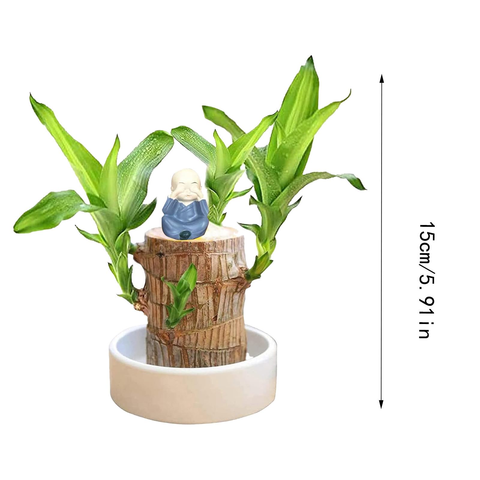 Brazilian Wood Plant, Brazilian Lucky Wood Plant with Pot