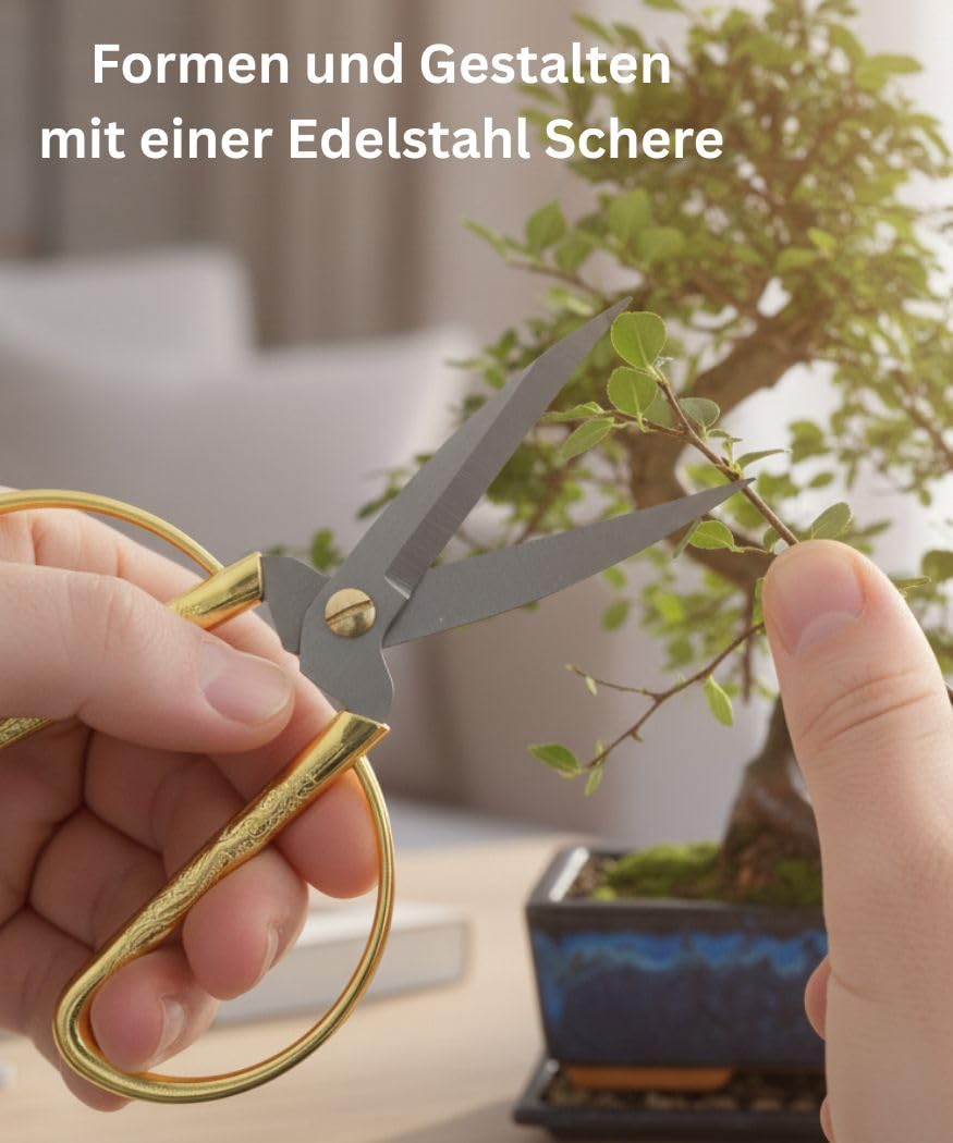 Bonsai-Starterset Chinesische Ulme – 3-teiliges Indoor-Komplettset mit Schere, Untersetzer – pflegeleichter Zimmerbonsai für Anfänger & Fortgeschrittene