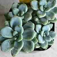 多肉植物 青い花模様の鉢*3 多肉植物 青い花模様の鉢*3 51yAyBtUlmL._UF1000,1000_QL80_.jpg