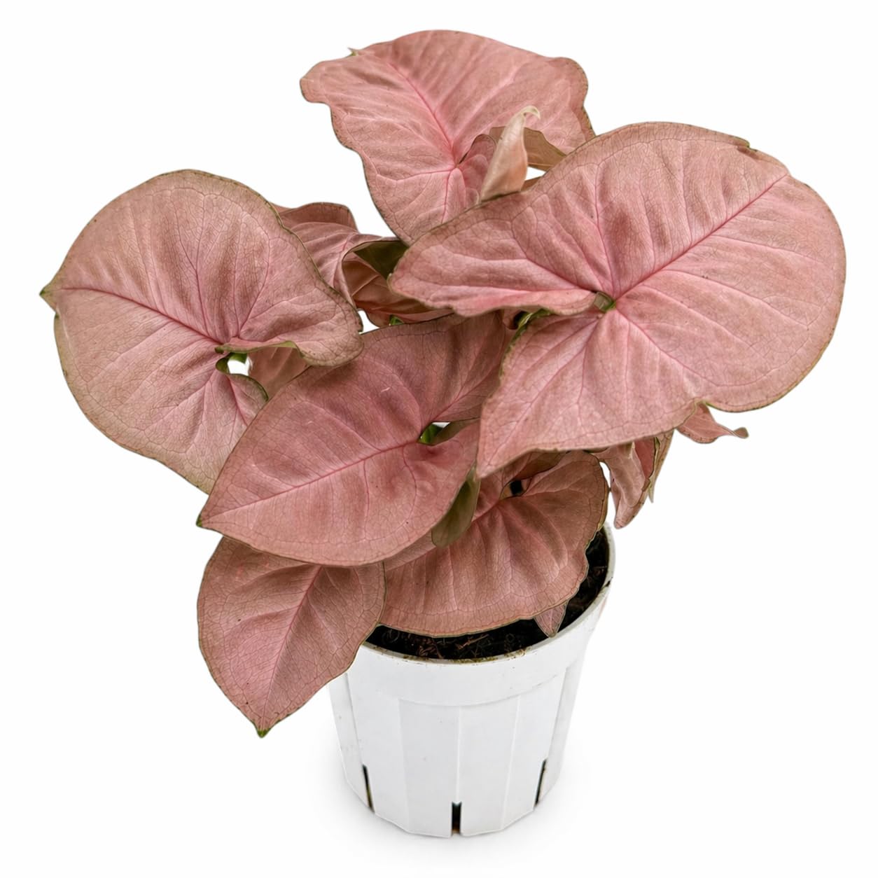 Generic Syngonium Strawberry