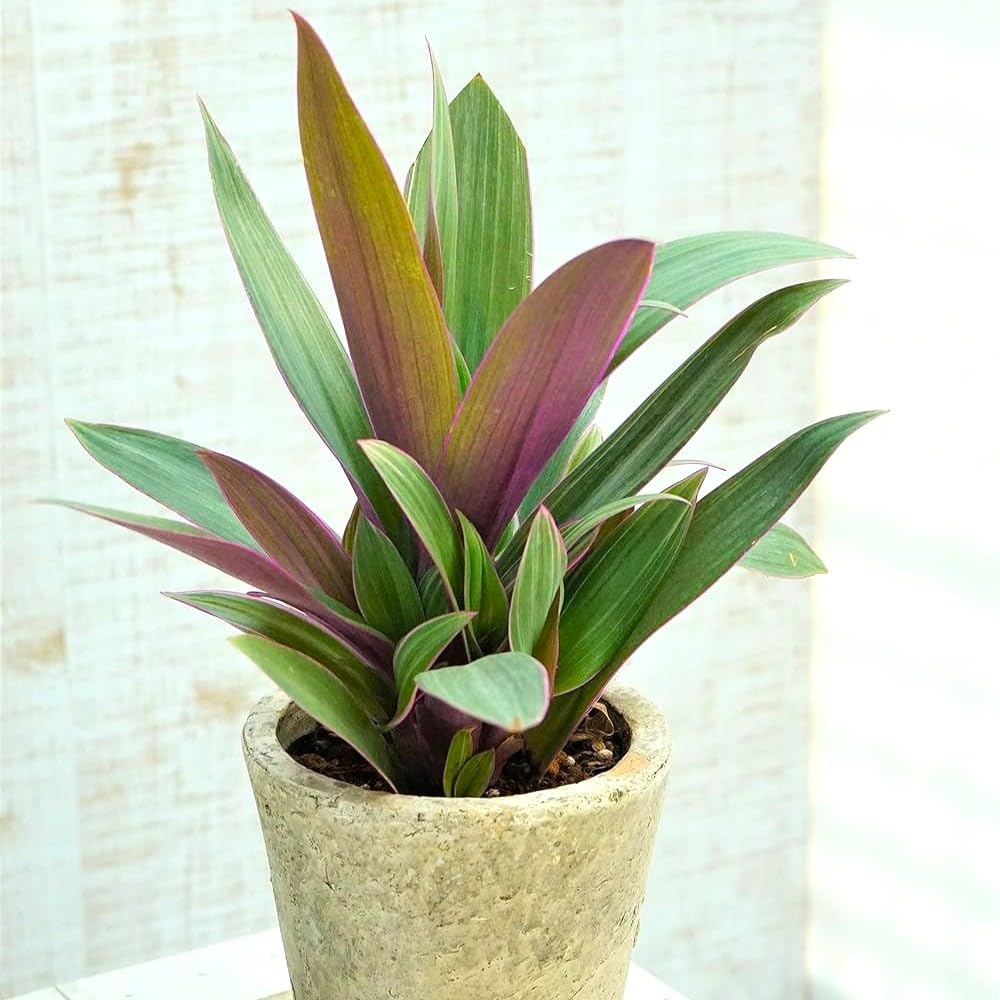 Amazon.co.jp: 観葉植物 ムラサキオモト オーロラ 苗 3.5号 2株 紫