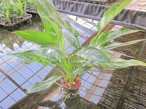 水耕栽培 苗 アグラオネマ（マリア）（ミドル） - サンクライム - 商品画像