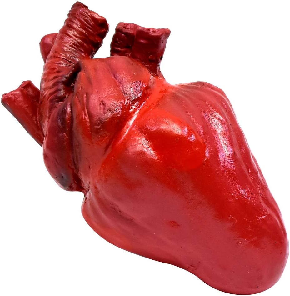 Treasure Gurus Realistic Human Heart Scary Haunted House Prop Halloween Horror Costume Accessory Body Organs