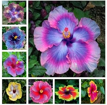 25 Hibiscus Flower Seeds, Heirloom Rare Flower Exotic Tree Plant Fresh Garden