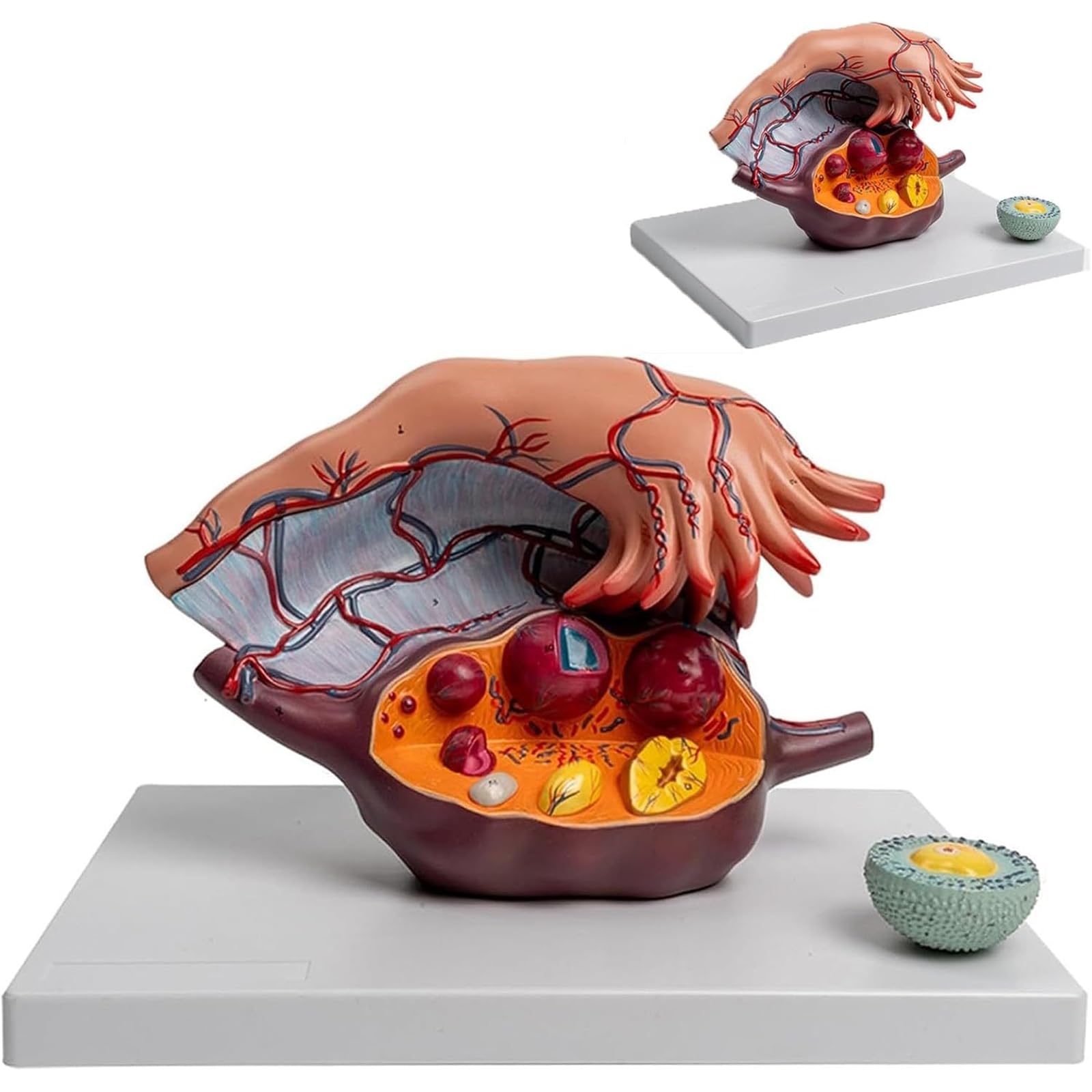 Human Female Reproductive Uterus Ovary Anatomy Model, Human Ovary Enlargement Model With Removable Fallopian Tube and Follicles At Different Stages, Can Be Divided Into 3 Parts For Education Study