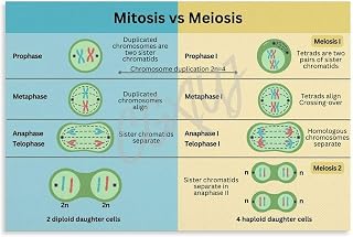 Mitosis And Meiosis Cell Division Poster Biology Posters (9) Canvas Painting for Living Room Bedroom Decor 24x16inch(60x40cm) Unframe-style