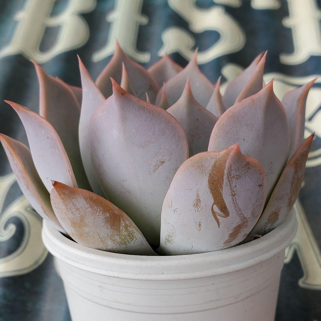 Amazon.co.jp: 札付き リンゼアナ×リラシナ 抜き苗 おらいさん苗 多肉