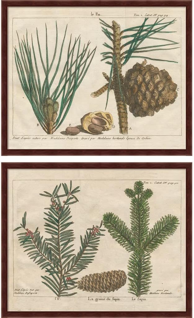 Antique Botanical by Wild Apple Portfolio, 2 Piece Brown Framed Art Set, 11.25 X 9.25 Inches Each, Botanical Art
