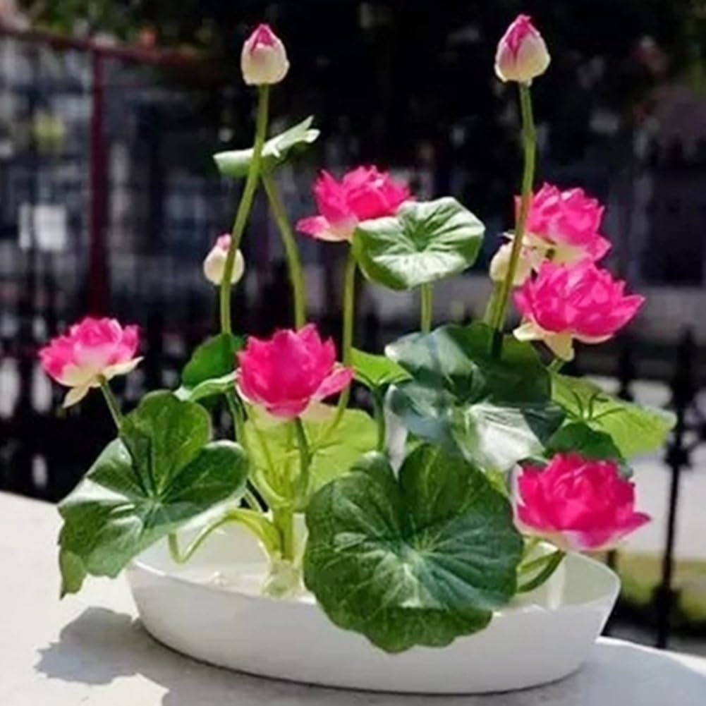 40 Semi Di Loto Bonsai D'Acqua – Pianta Fiorita, Facile Da Coltivare, Stagione Estiva