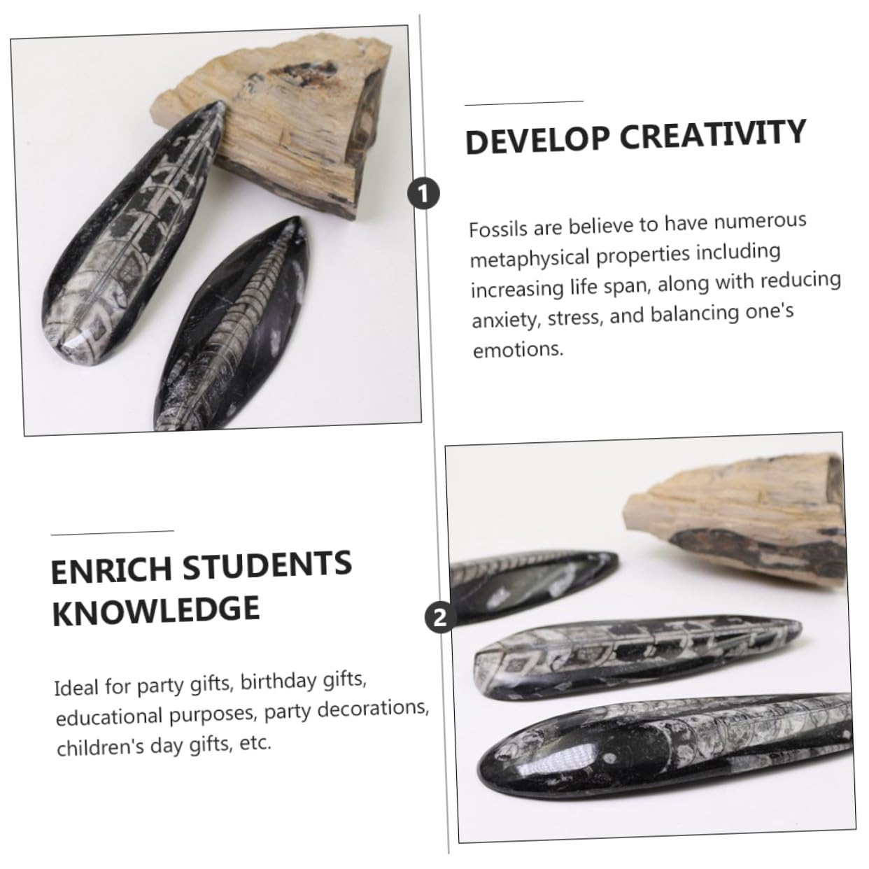 SOIMISS Specimen Fossile Orthoceras Naturale Grande per Paleontologia Didattica Decorazione Casa e Collezione Fossili Materiale Scientifico Autentico per Studenti e Appassionati