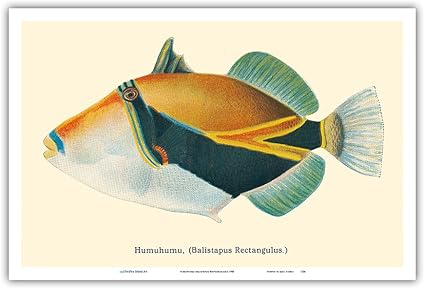 Amazon Humuhumu Balistapus Rectangulus ハワイ産トリガーフィッシュ Humuhumunukunukuapua A から ハワイの魚 ビンテージなハワイアンカラーのハガキ C 1905 アートポスター 31cm X 46cm Pacifica Island Art アートフレーム ポスター 通販 Amazon Humuhumu Balistapus Rectangulus ハワイ産トリガーフィッシュ Humuhumunukunukuapua A から ハワイの魚 ビンテージなハワイアンカラーのハガキ C 1905 アートポスター 31cm X 46cm Pacifica Island Art アートフレーム ポスター 通販