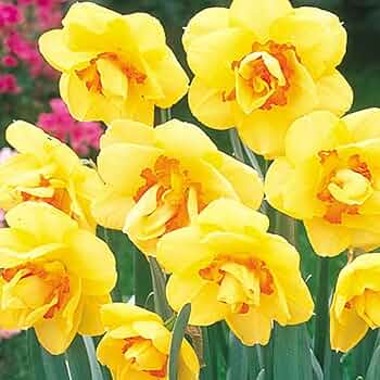 水仙球根 2球 2個 イエロー 黄色 八重咲き フリフリ ひらひら 園芸