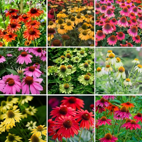 Mixrug 1000pcs Echinacea Coneflower Seeds for Planting, Non-GMO Heirloom Perennial Rare Echinacea Flower Plant Seeds, Landscape Hardy Garden Flowers for Outdoors