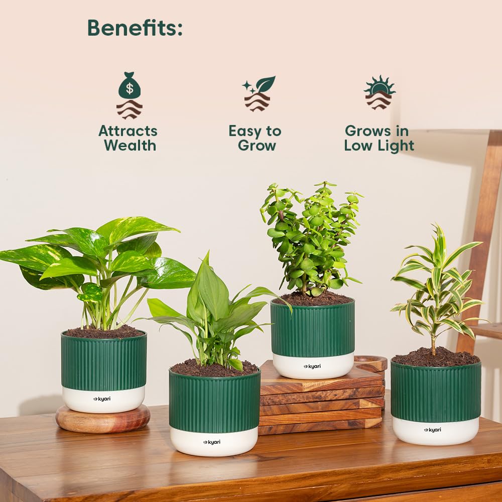 4 Indoor Plants Combo - Jade, Peace Lily & More -6 4 Indoor Plants Combo - Jade, Peace Lily & More -6