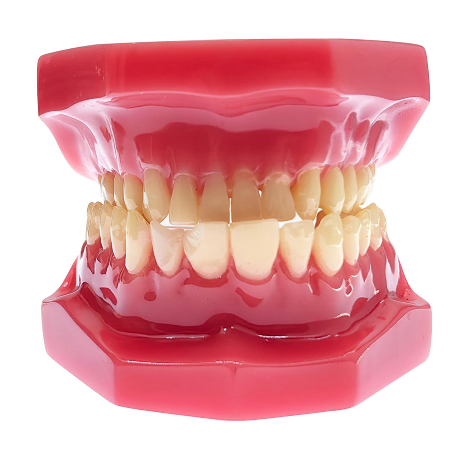 Modello di Denti Tipodonti - Modello Ortodontico - per La Didattica E Lo Studio della Facoltà di Odontoiatria, Rosso, 6 Cm (Rosso 6 Cm),Red-6cm