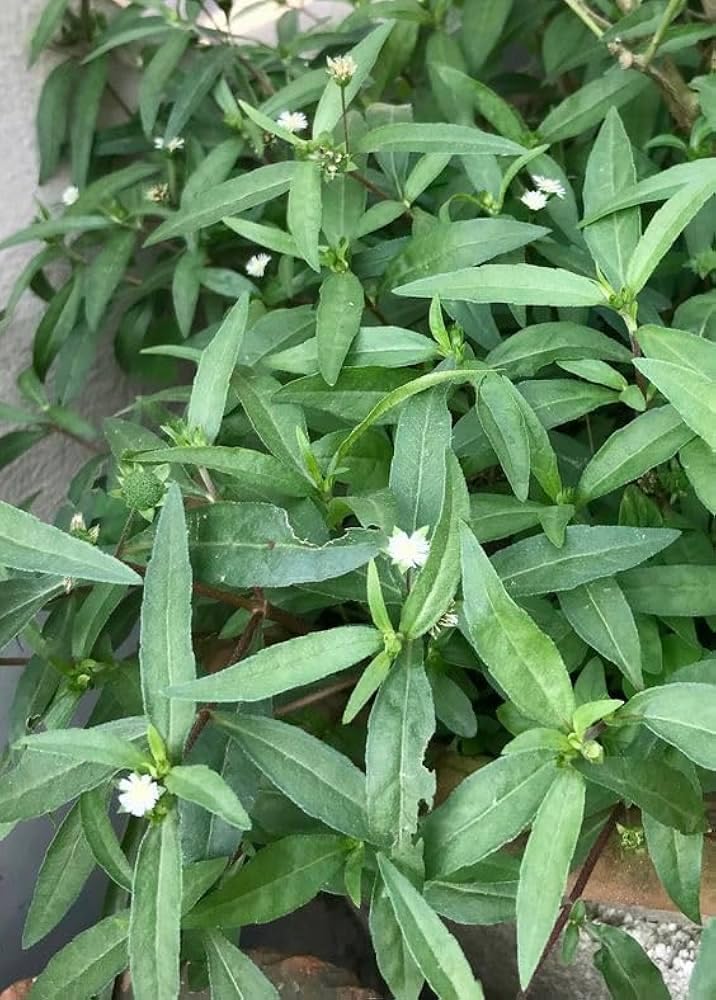 Live Bhringraj Plant - Ayurvedic Herb for Garden -1 Live Bhringraj Plant - Ayurvedic Herb for Garden -1