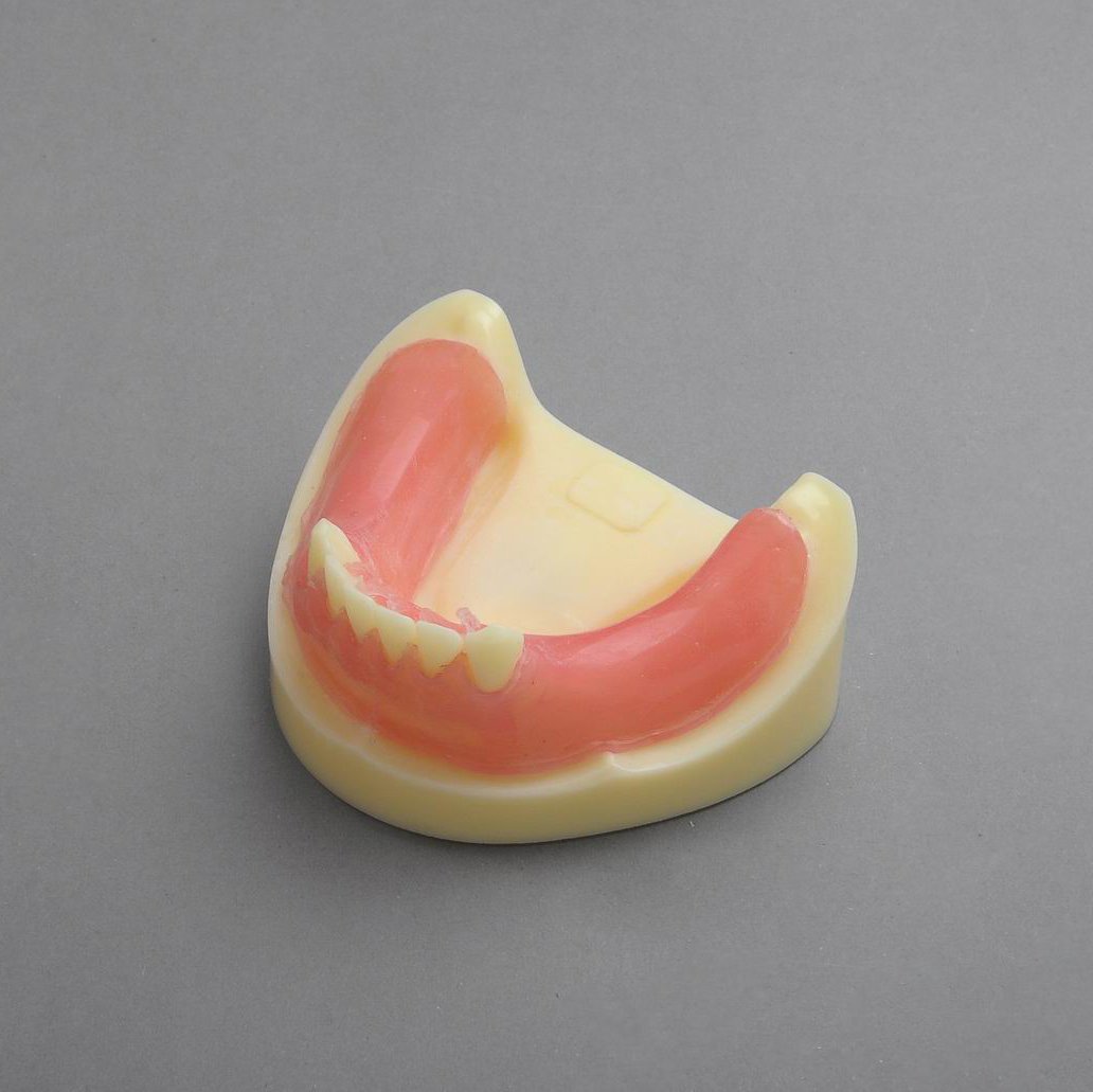 J&J Ortho Lower Jaw Implant Practice Dental Model with Full Gingiva