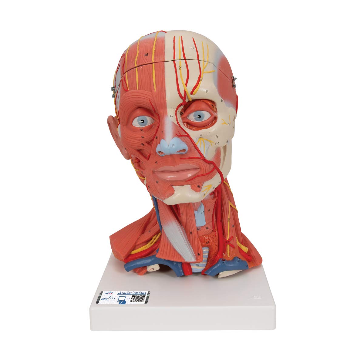 3B Scientific® Tête Taille Réelle – Modèle Humain en 5 Parties avec Muscles, Nerfs, Vaisseaux & Cerveau Amovible + Smart Anatomy