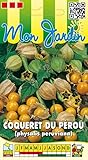 Sachet de graines de Coqueret du Perou (Physalis peruviana) - 0,5 g - LES GRAINES BOCQUET...