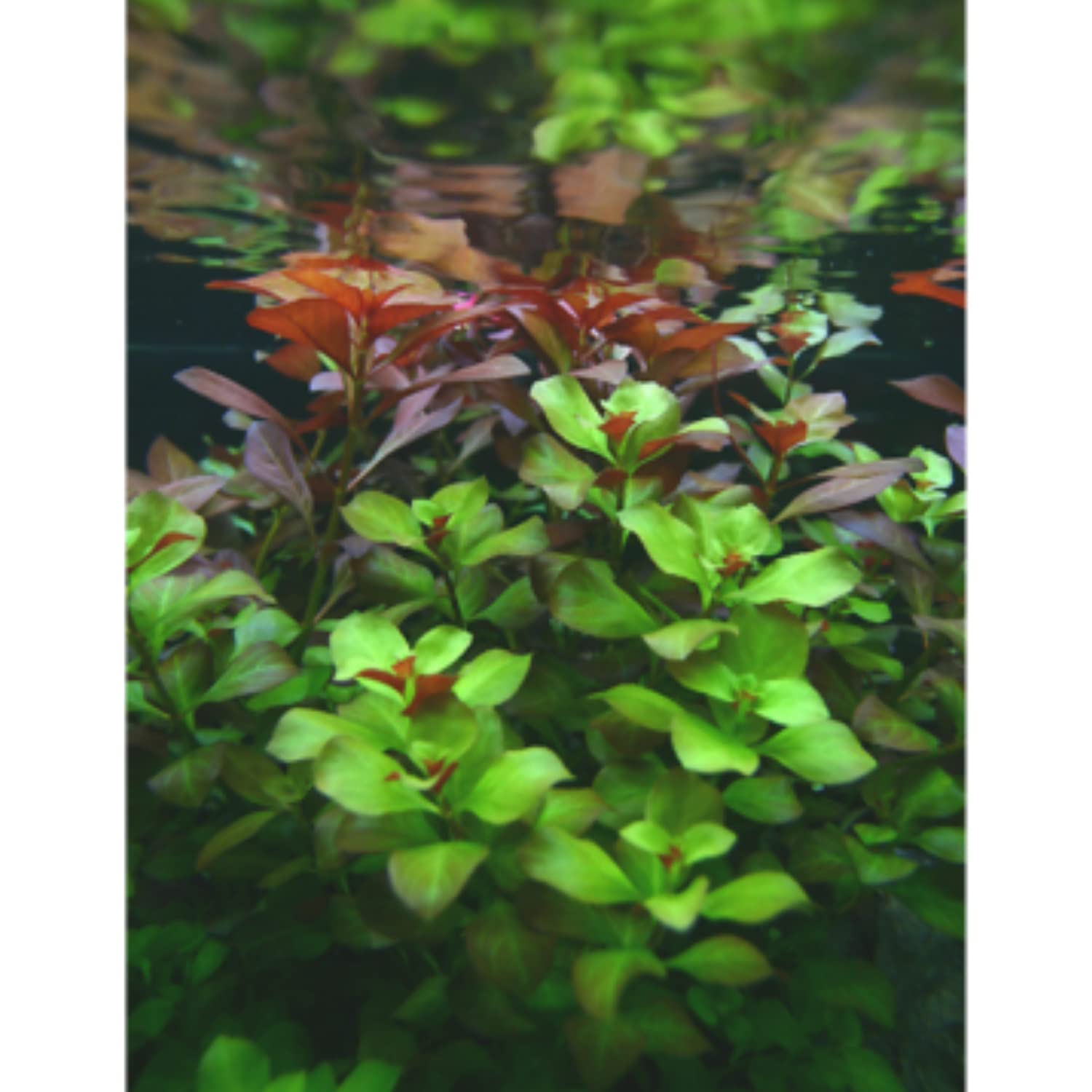 Ludwigia Green 5 Dal Kusursuz Form Akvaryum Bitkisi Canlı Bitki