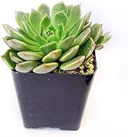 Vista 3 de Graptoveria Olivia - Planta de interior de 2 pulgadas, suculenta saludable, rara e inusual, viva y de fácil cuidado, totalmente enraizada en tamaños
