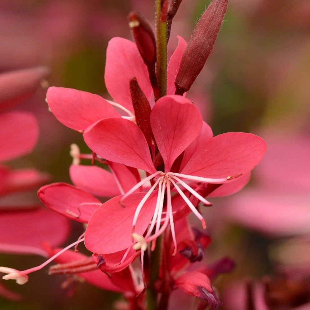 Bedwen Gaura 'Whiskers Deep Rose' 9cm Plant x 2 – Perennial with Intense Pink Flowers & White Filaments for Borders, Pots & Long Summer Blooming