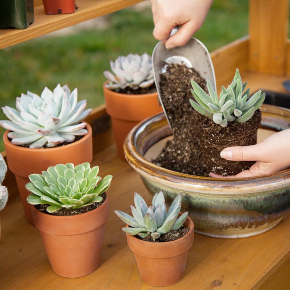 Briful 12 Stück Mini Terrakotta Topf 7.9 x 7.4 cm Blumentöpfe Tontöpfe mit Untersetzer und Abflussloch Sukkulenten Töpfe Kräutertopf ideal für Pflanzen Basteln Hochzeitsgeschenk