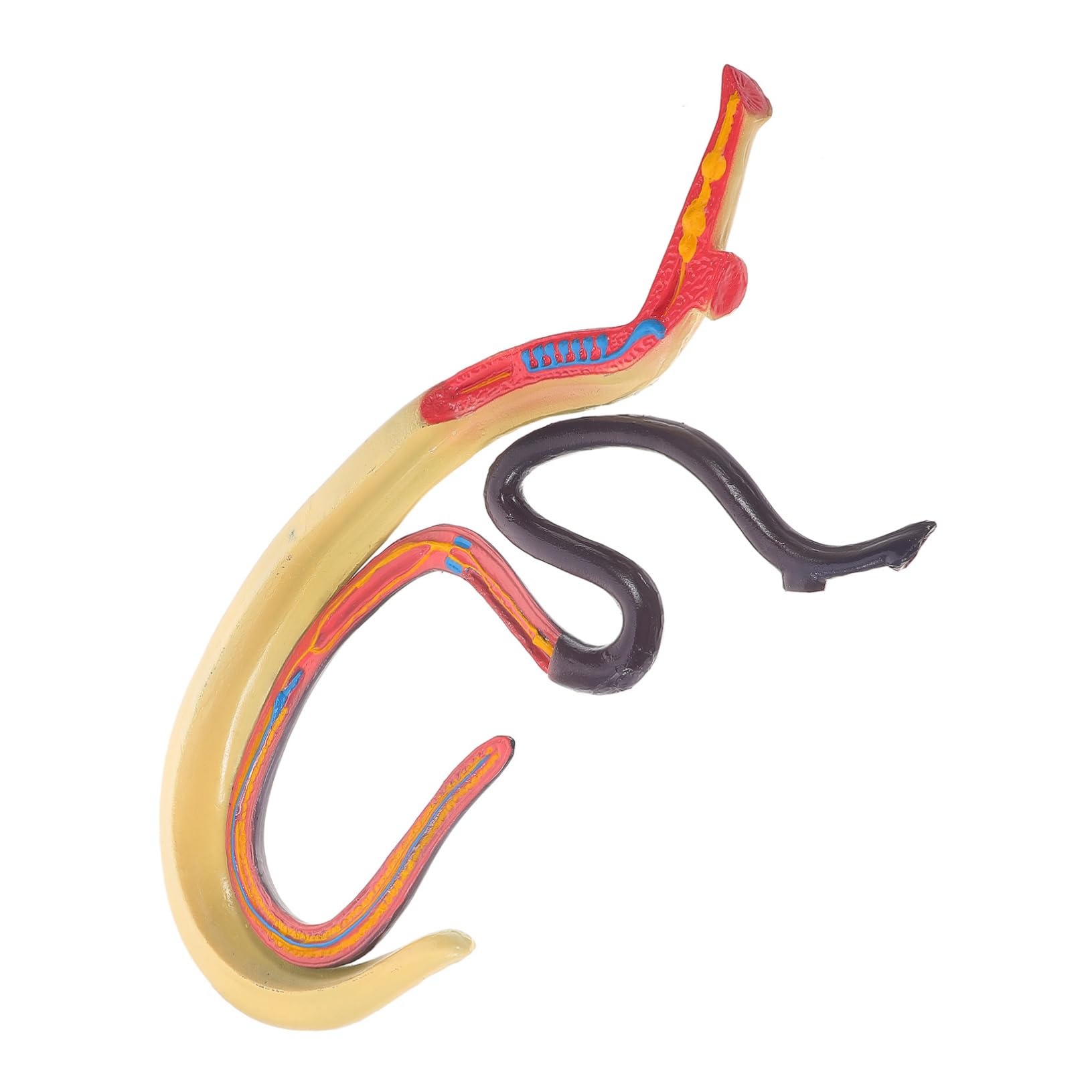 Modello Schistosoma Strumento Educativo Dettagliato per Insegnamento Facile da Montare e Smontare per Aula e Laboratori Materiali Resistenti e Duraturi