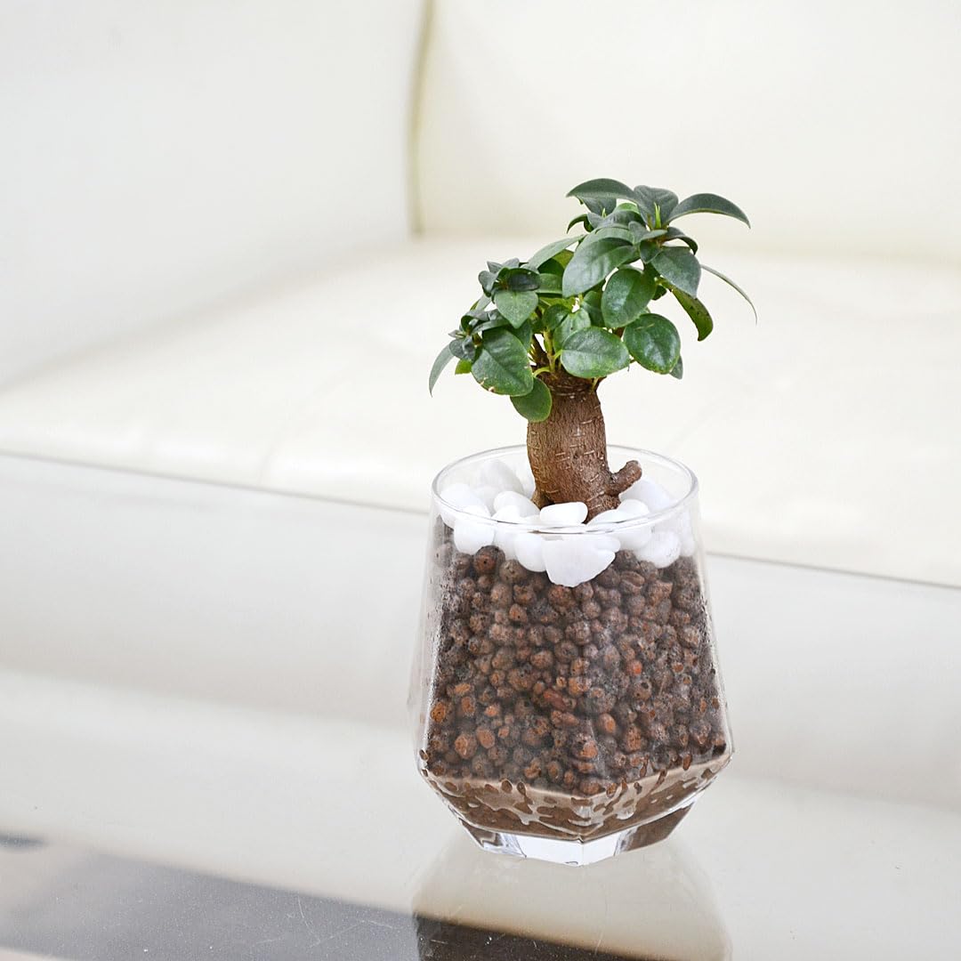 Amazon｜フラワーコーポレーション ガジュマル 観葉植物 ミニ ハイドロ