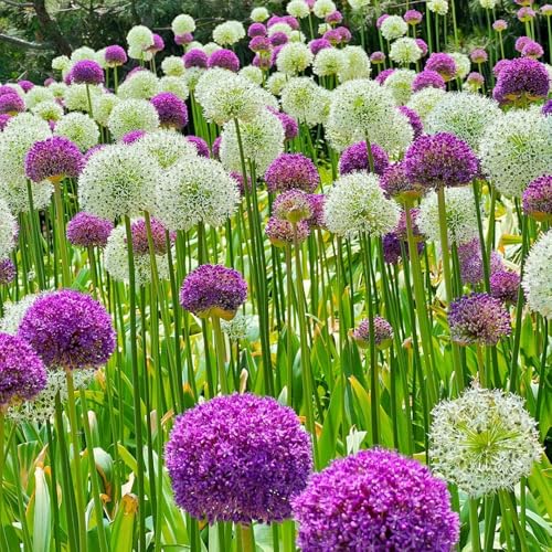 Semi di Allium giganteum, per gli ospiti con Semi di porro gigante, decorazione da giardino per esterni da giardino roccioso resistenti 30pcs