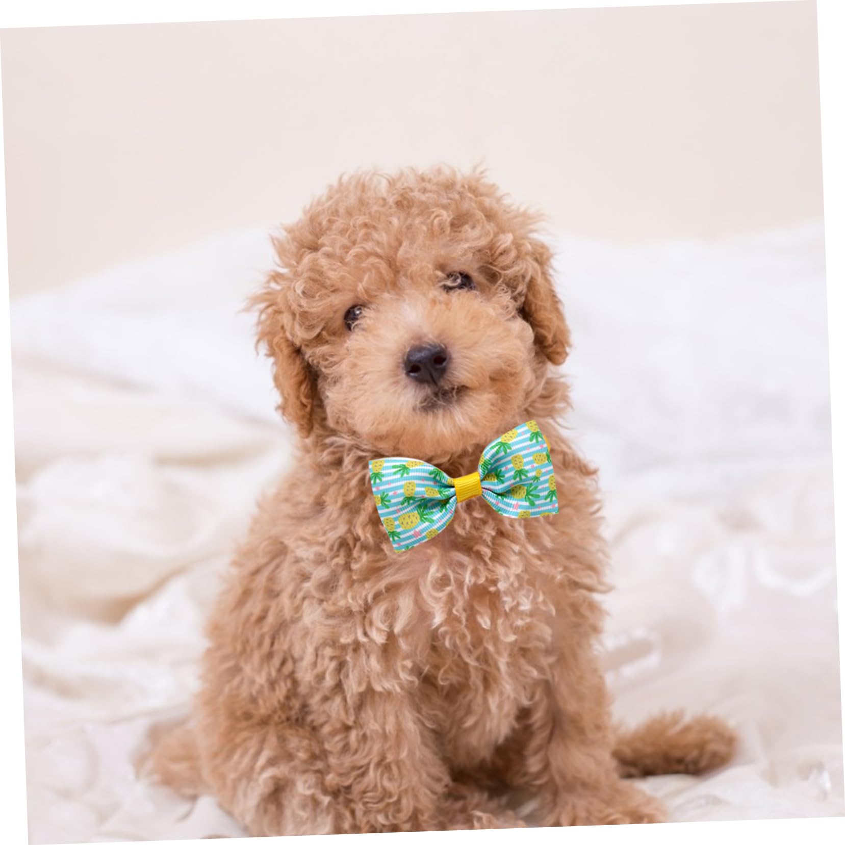 POPETPOP 48 STK Haustier Fliege Katze Bowknot-Halsband Kätzchen Fliege Süßer Schleifenkragen Halsschleifen Für Hunde Haustierhalsbänder Baby Kleine Tiere Gerippter Gürtel Mädchen