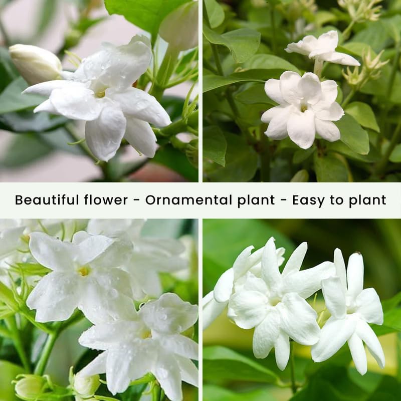 2 Frostproof Jasmine Plants 4–8 Inch, Live Fragrant Jasmine Flowering Vine, Sweet Scented Blooms, Easy Care Indoor or Outdoor
