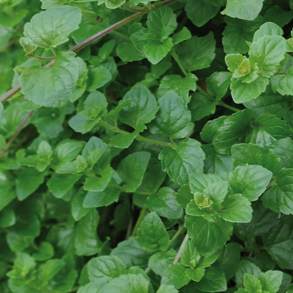 Mint Plants, Ready for The Garden. 'Indian Mint'. Hanging Mint. Trailing Tender herb. 9cm Plant x 2. Available from Bedwen Plants.