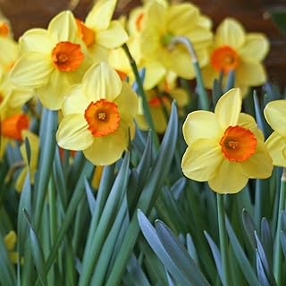 Daffodils - Red Devon Daffodil Bulbs, 10/12cm for Planting Now X30 Bulbs Fragrant Fresh Bulbs Ready for Planting Now