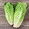 Bonnie Plants Green Romaine Lettuce 19.3 oz. 4-pack #1