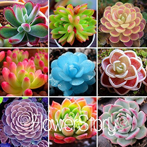 100 Rare Mix Lithops Seeds Living Stones Succulent Cactus Organic Garden Bulk Seed,#QIJ31J