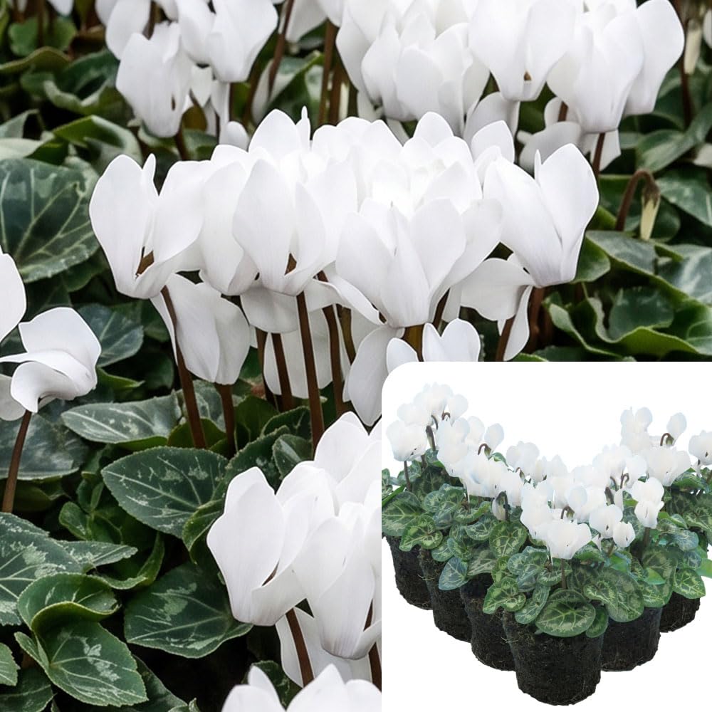 6 x Cyclamen Pearl White - Autumn & Winter Flowering Perennial- Marbled Foliage – Ideal for Borders, Containers & Indoor Displays - Ready to Plant - Supplied with Peat Free Compost - Pot Not Included
