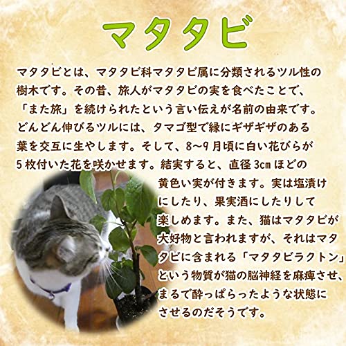手作製　またたび（木天蓼）　ざる　2点 Amazon | マタタビ 苗木 苗 10.5cmポット 樹高20cm前後 挿木苗 猫