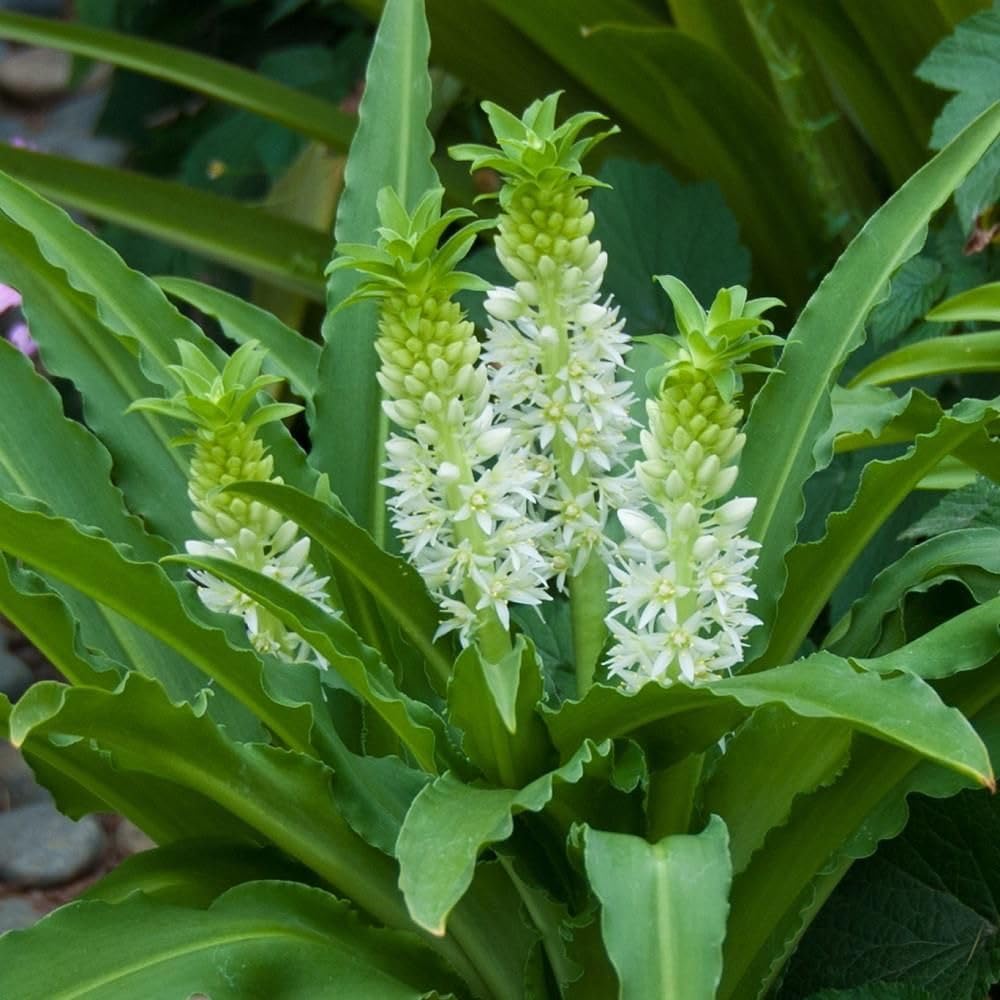 Pineapple lily flower bulbs for Home Gardening pack 2 bulbs (GREEN WITH WHITE)-image-22