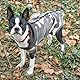 Dotoner Krankenhausanzug für Hunde und Katzen, Wundschutz für Welpen, medizinische Kleidung, nach Operationen, Ersatzkragen und Kegel (XXL, Camouflage)