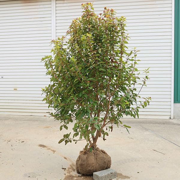 現品》ソヨゴ 株立ち(雌株・メス株) 樹高1.7m(根鉢含まず) 現品》ソヨゴ 株立ち(雌株・メス株) 樹高1.7m(根鉢含まず)