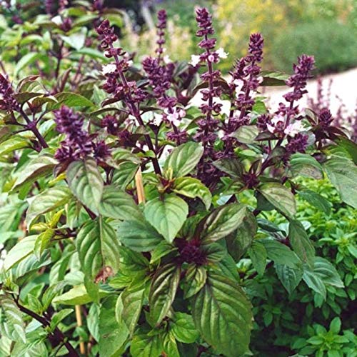 black zz plant Black ZZ Plant – Low Maintenance Indoor Plant Delivered in Egypt –  Kaynuna.co