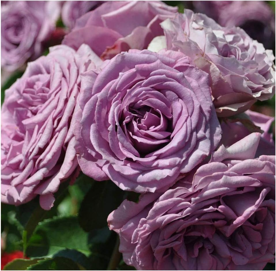 Arborose Quicksilver Climbing Rose Bush - Fragrant Purple Lavender Flowers, Own Root Live Plant, 1.5 Gallon Potted, Hardy Zones 5-9, Repeat Blooming, Stargazer Perennials