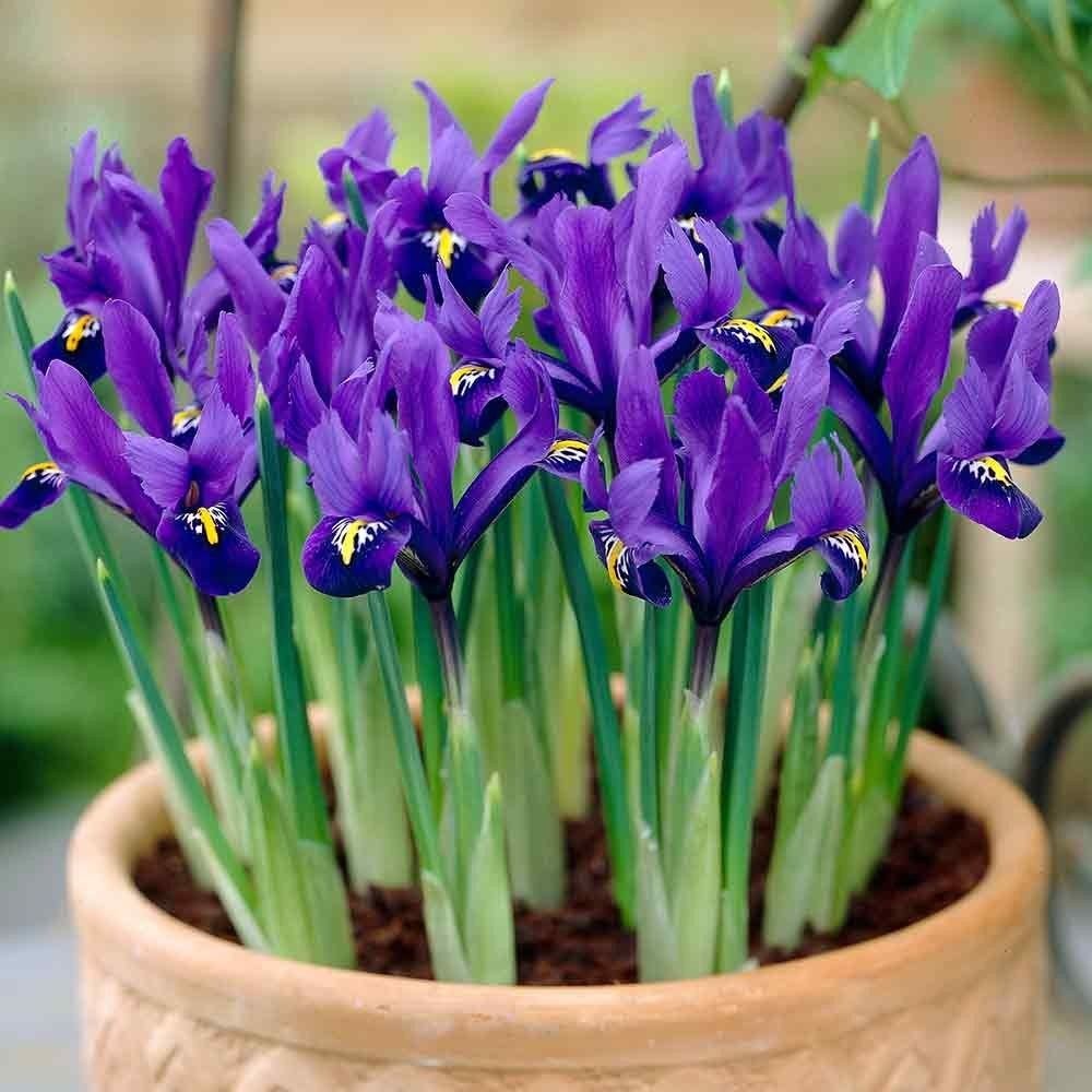 Flower-Bulbs royal-blue w white,fragrant, Bulbs-image-46