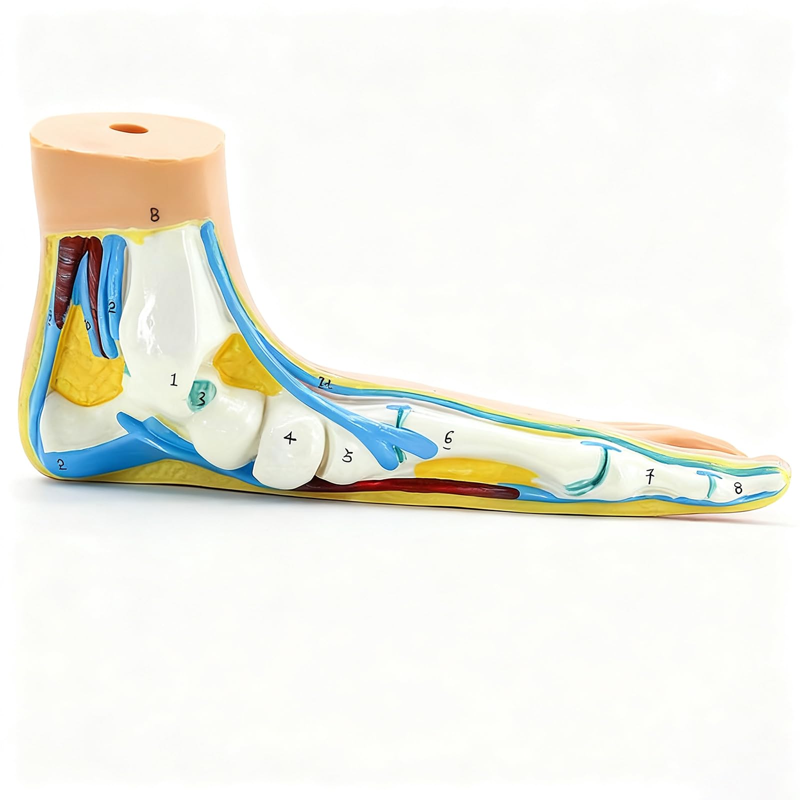 3-częściowe modele anatomicznej struktury stopy, modele anatomiczne stopy naturalnej wielkości do demonstracji w klasie i w warunkach klinicznych, demonstracja szkoleniowa