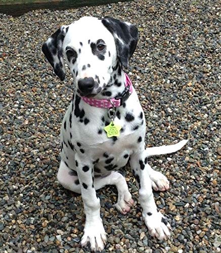 Luckypet Klippy 2-Pack, 2 Pet Tag Quick Clips, Perfect For Dogs And Cats, Silver #TOP3