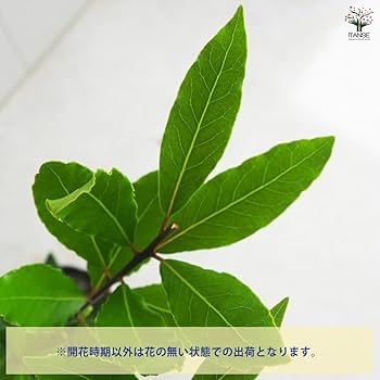 Amazon.co.jp: ITANSE ローリエ (月桂樹) 6号 1個売り 品種で